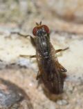 Pherbellia annulipes